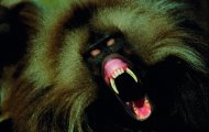 9.7. Michael Nichols - Parco Nazionale del Semien Etiopia - 2002. Il babbuino Gelada che di solito si accontenta di mangiare lerba della savana ha comunque dei canini decisamente pronunciati