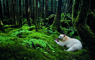 9.8. Paul Nicklen - Canada - 2011. Nella foresta pluviale della regione costiera della Columbia Britannica Paul Nicken ha scattato questa rara immagine di un orso kermode detto orso spirito quasi completamente bianco