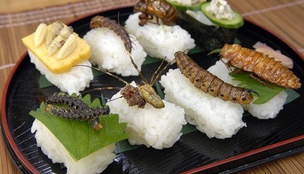 sushi insetti
