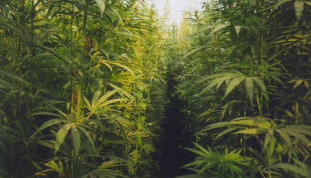 cannabis coltivata
