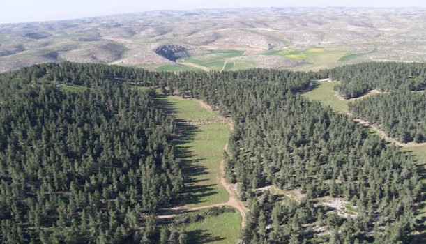 foresta israele grande