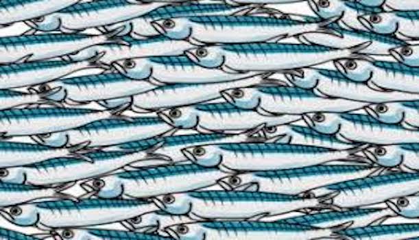 sardine grande